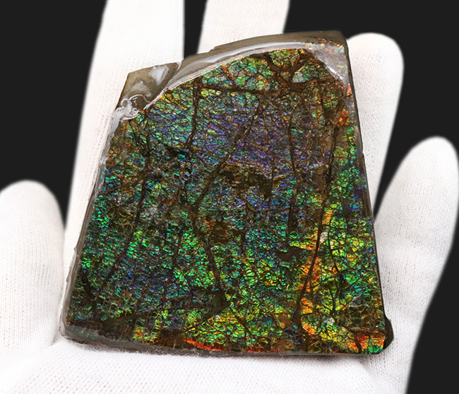 魅力満載！パープルからレッドまで、幅広く呈色する、魅力の詰まったアンモライト（Ammolite）のピース（その2）