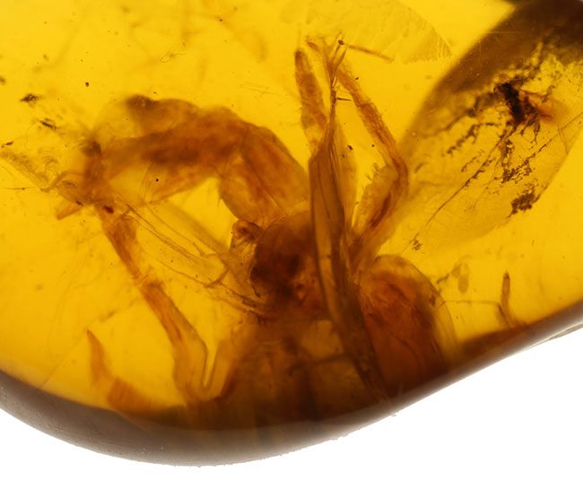 驚くべきサイズのクモを内包！希少な恐竜時代のビルマ琥珀。（その4）