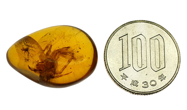 驚くべきサイズのクモを内包!希少な恐竜時代のビルマ琥珀。(その8)