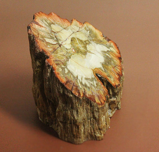 木生シダならではのある特徴を備えた美しい珪化木（ケイカボク）（その11）