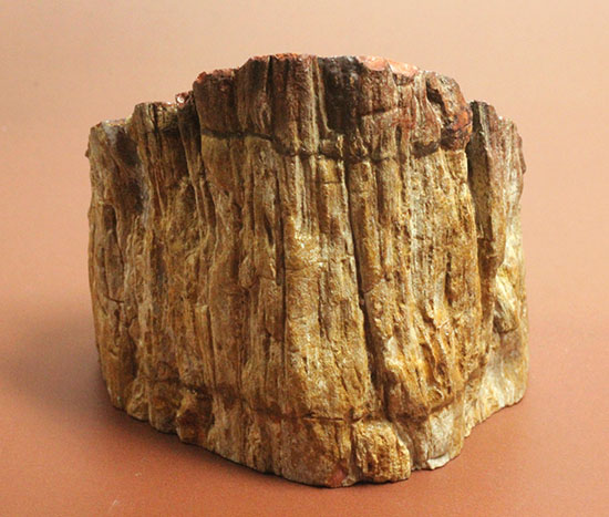 木生シダならではのある特徴を備えた美しい珪化木（ケイカボク）（その12）
