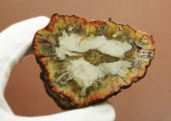 木生シダならではのある特徴を備えた美しい珪化木(ケイカボク)(その14)