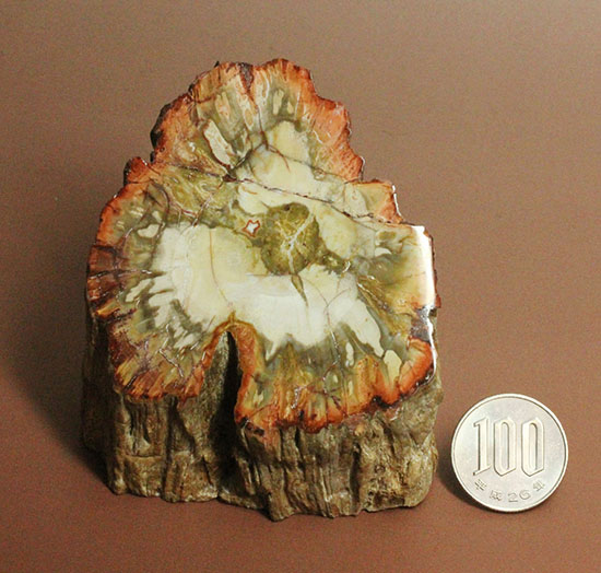 木生シダならではのある特徴を備えた美しい珪化木（ケイカボク）（その15）