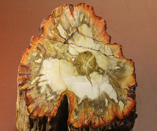 木生シダならではのある特徴を備えた美しい珪化木（ケイカボク）/中生代三畳紀（2億5100万 -- 1億9500万年前）【ot1090】