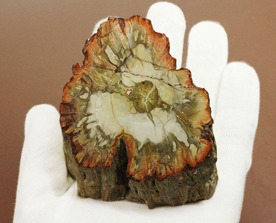 木生シダならではのある特徴を備えた美しい珪化木（ケイカボク）（その3）