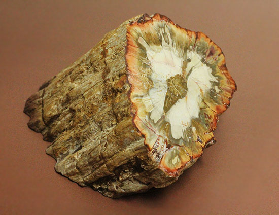 木生シダならではのある特徴を備えた美しい珪化木（ケイカボク）（その8）