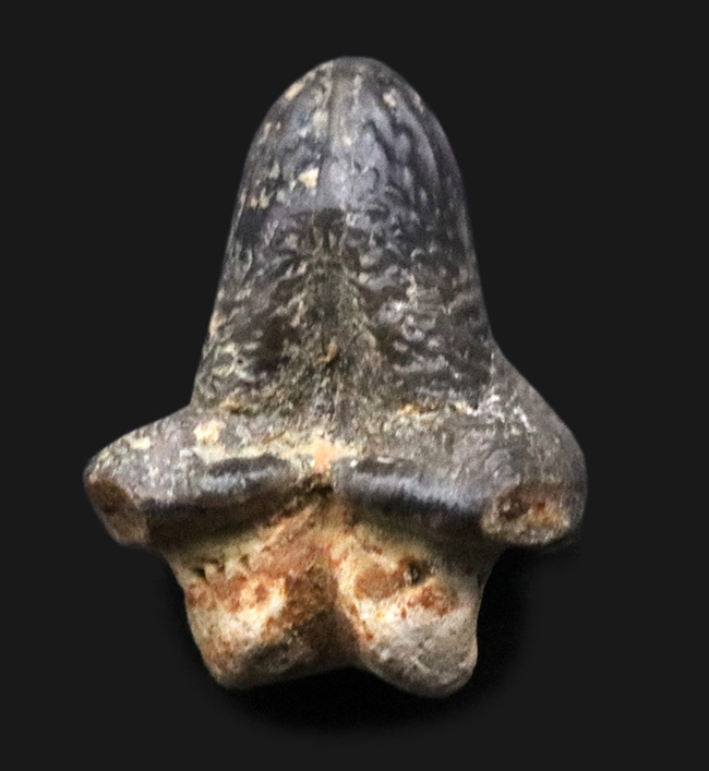 堅い殻を持つ生物を好んで捕食したとされる、個性的なサメ、プティコダス(Ptychodus)の歯化石(その1)