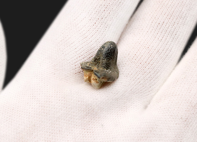 堅い殻を持つ生物を好んで捕食したとされる、個性的なサメ、プティコダス(Ptychodus)の歯化石(その2)