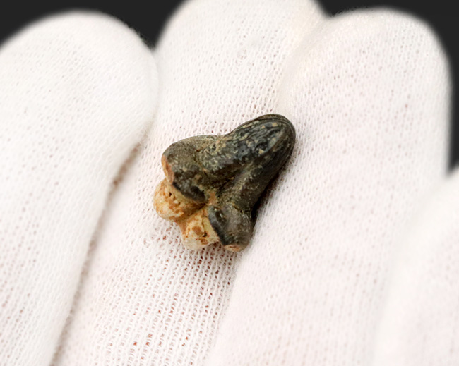 堅い殻を持つ生物を好んで捕食したとされる、個性的なサメ、プティコダス(Ptychodus)の歯化石(その3)