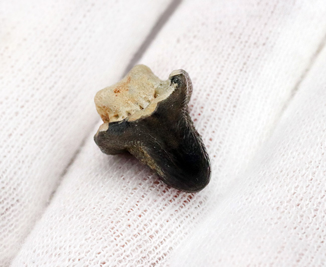 堅い殻を持つ生物を好んで捕食したとされる、個性的なサメ、プティコダス(Ptychodus)の歯化石(その4)