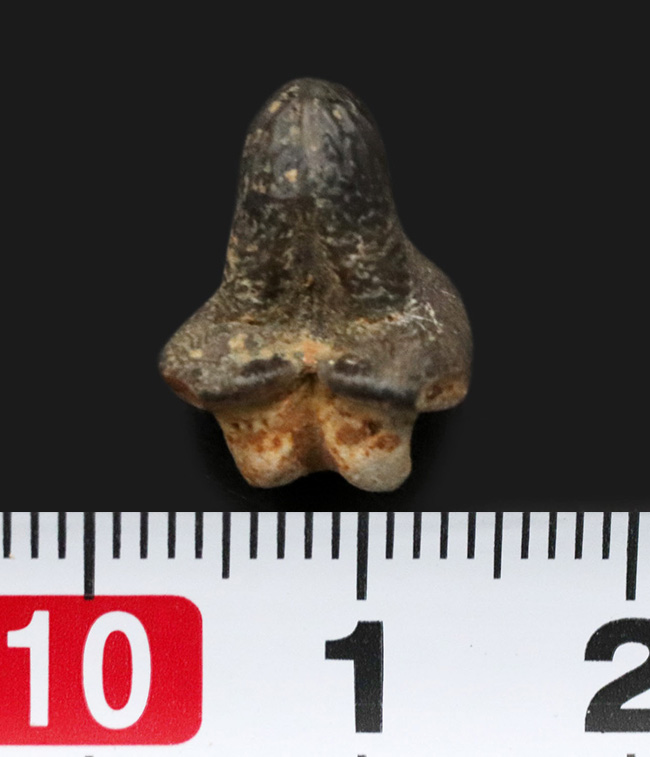 堅い殻を持つ生物を好んで捕食したとされる、個性的なサメ、プティコダス（Ptychodus）の歯化石（その5）