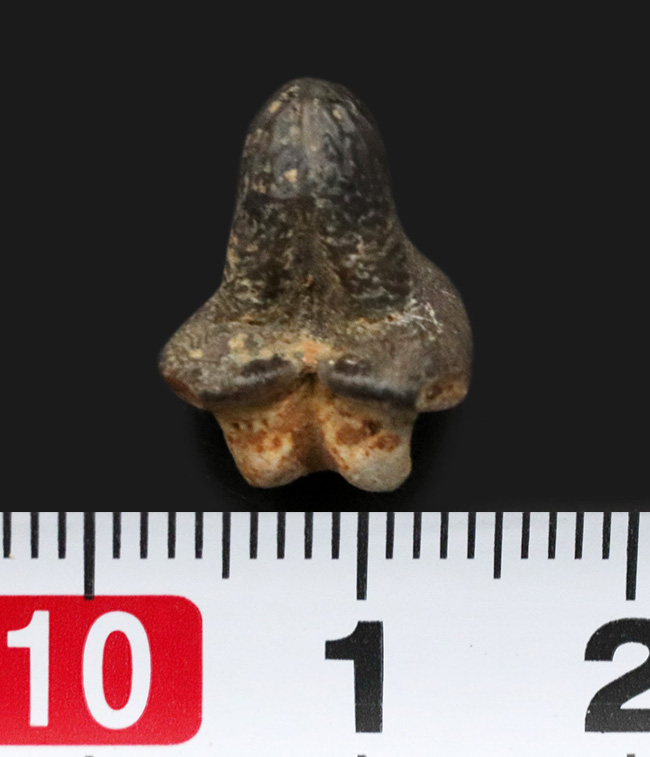 堅い殻を持つ生物を好んで捕食したとされる、個性的なサメ、プティコダス(Ptychodus)の歯化石(その5)