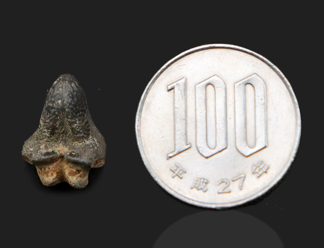 堅い殻を持つ生物を好んで捕食したとされる、個性的なサメ、プティコダス(Ptychodus)の歯化石(その6)