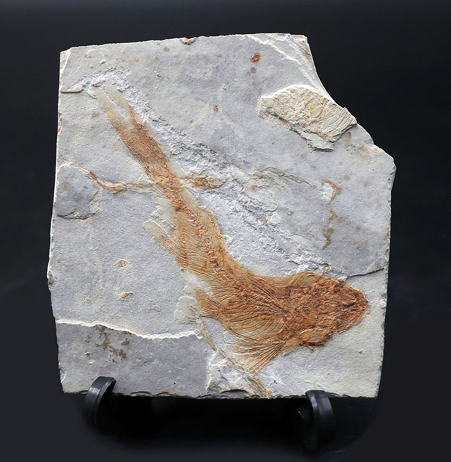 流れるような尾びれが特徴的！東アジアの白亜紀の小型淡水魚、リコプテラ（Lycoptera）の化石（その1）