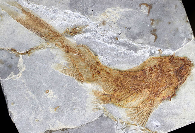 流れるような尾びれが特徴的!東アジアの白亜紀の小型淡水魚、リコプテラ(Lycoptera)の化石(その2)