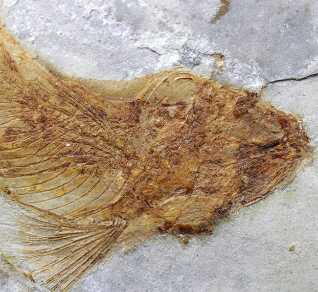 流れるような尾びれが特徴的!東アジアの白亜紀の小型淡水魚、リコプテラ(Lycoptera)の化石(その3)