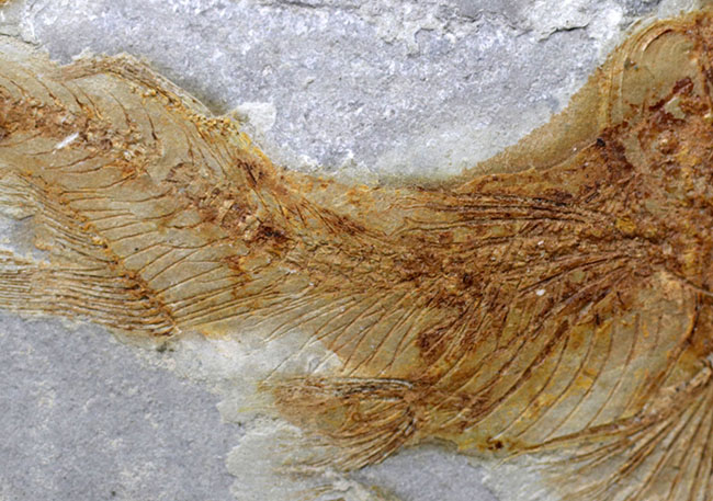 流れるような尾びれが特徴的!東アジアの白亜紀の小型淡水魚、リコプテラ(Lycoptera)の化石(その4)