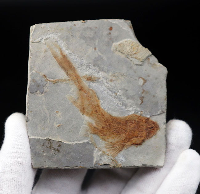 流れるような尾びれが特徴的！東アジアの白亜紀の小型淡水魚、リコプテラ（Lycoptera）の化石（その6）