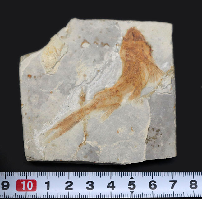 流れるような尾びれが特徴的!東アジアの白亜紀の小型淡水魚、リコプテラ(Lycoptera)の化石(その8)