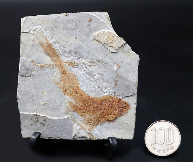 流れるような尾びれが特徴的!東アジアの白亜紀の小型淡水魚、リコプテラ(Lycoptera)の化石(その9)
