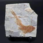 流れるような尾びれが特徴的！東アジアの白亜紀の小型淡水魚、リコプテラ（Lycoptera）の化石