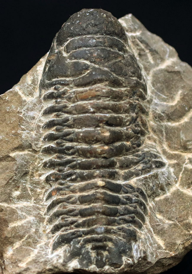 コブのような頭鞍部が特徴的なデボン紀の海中生物、モロッコ産の三葉虫、クロタロセファルス・ギブス（Crotalocephalus gibbus）の化石（その1）