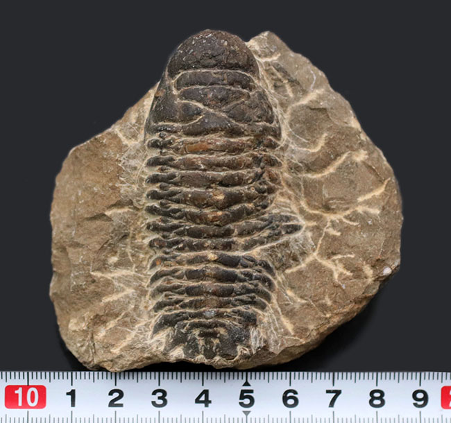 コブのような頭鞍部が特徴的なデボン紀の海中生物、モロッコ産の三葉虫、クロタロセファルス・ギブス（Crotalocephalus gibbus）の化石（その10）