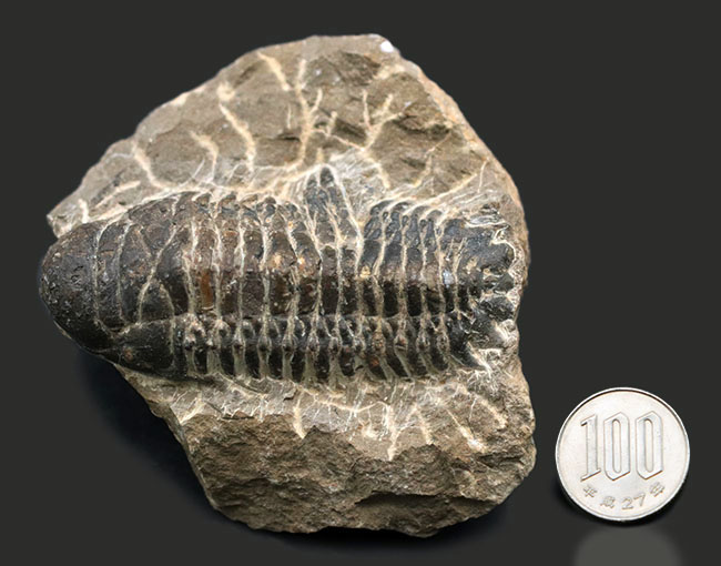 コブのような頭鞍部が特徴的なデボン紀の海中生物、モロッコ産の三葉虫、クロタロセファルス・ギブス（Crotalocephalus gibbus）の化石（その11）