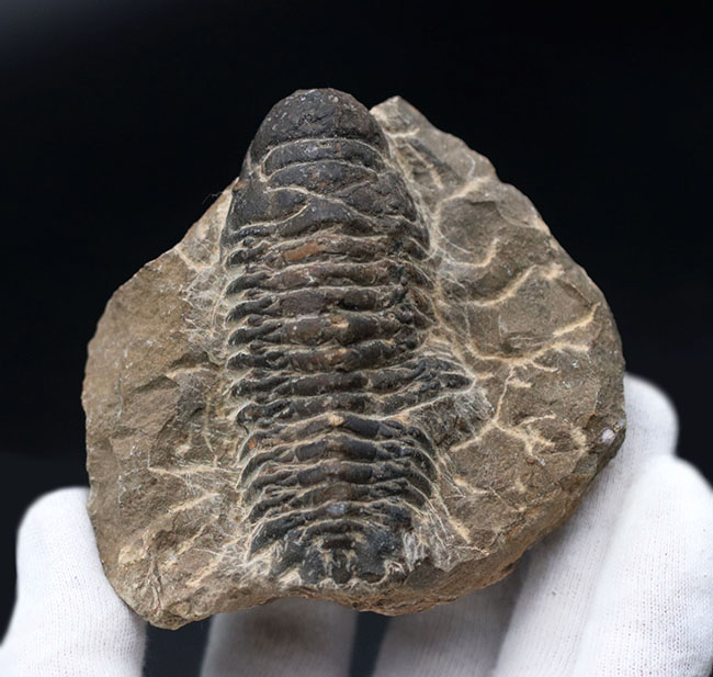 コブのような頭鞍部が特徴的なデボン紀の海中生物、モロッコ産の三葉虫、クロタロセファルス・ギブス（Crotalocephalus gibbus）の化石（その2）