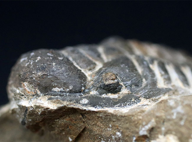 コブのような頭鞍部が特徴的なデボン紀の海中生物、モロッコ産の三葉虫、クロタロセファルス・ギブス(Crotalocephalus gibbus)の化石(その3)