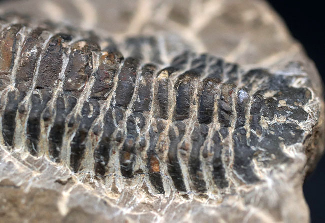 コブのような頭鞍部が特徴的なデボン紀の海中生物、モロッコ産の三葉虫、クロタロセファルス・ギブス（Crotalocephalus gibbus）の化石（その4）