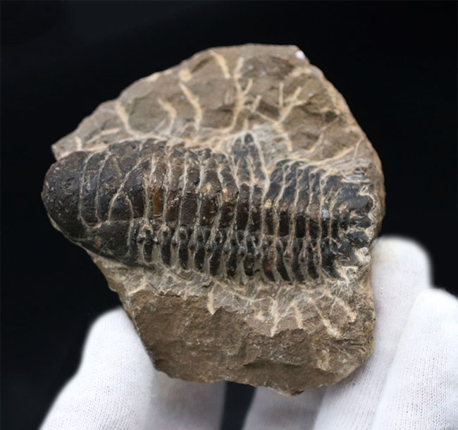 コブのような頭鞍部が特徴的なデボン紀の海中生物、モロッコ産の三葉虫、クロタロセファルス・ギブス(Crotalocephalus gibbus)の化石(その5)