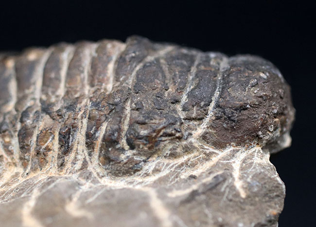 コブのような頭鞍部が特徴的なデボン紀の海中生物、モロッコ産の三葉虫、クロタロセファルス・ギブス（Crotalocephalus gibbus）の化石（その6）