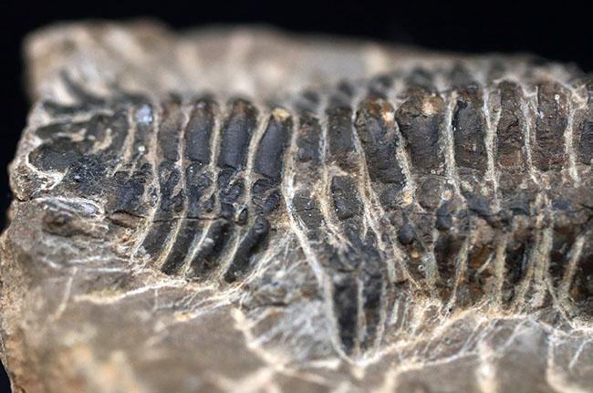 コブのような頭鞍部が特徴的なデボン紀の海中生物、モロッコ産の三葉虫、クロタロセファルス・ギブス（Crotalocephalus gibbus）の化石（その7）