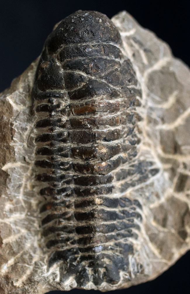 コブのような頭鞍部が特徴的なデボン紀の海中生物、モロッコ産の三葉虫、クロタロセファルス・ギブス（Crotalocephalus gibbus