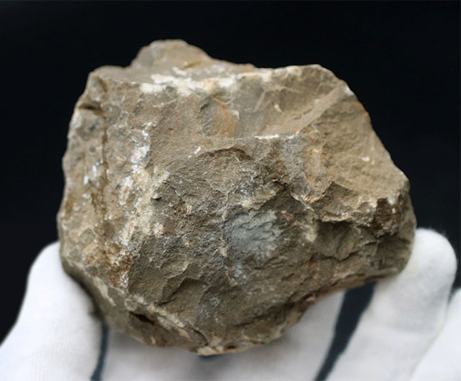 コブのような頭鞍部が特徴的なデボン紀の海中生物、モロッコ産の三葉虫、クロタロセファルス・ギブス(Crotalocephalus gibbus)の化石(その9)