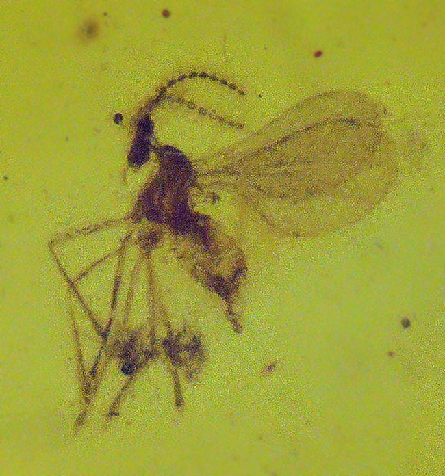 大きな脚も!虫を少なくとも3匹、内包しているドミニカ産の琥珀(Amber)(その1)