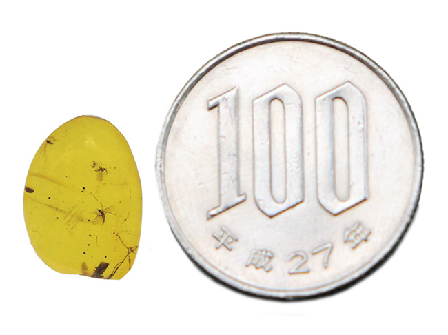 大きな脚も!虫を少なくとも3匹、内包しているドミニカ産の琥珀(Amber)(その10)