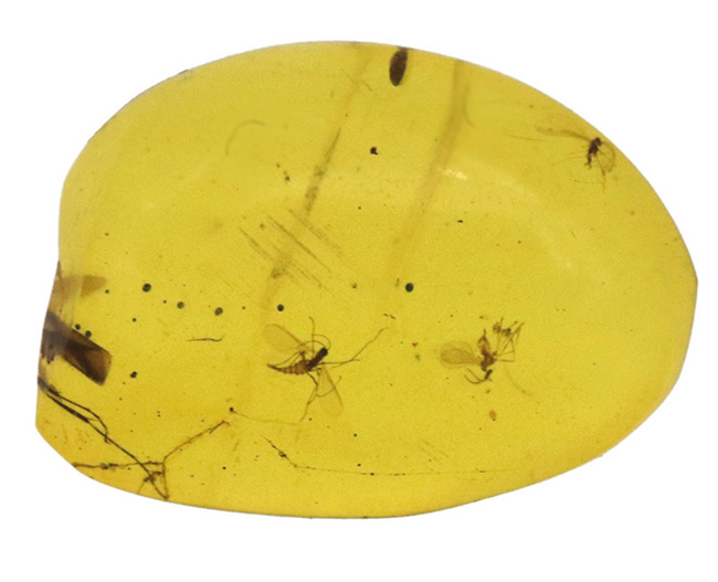大きな脚も!虫を少なくとも3匹、内包しているドミニカ産の琥珀(Amber)(その3)