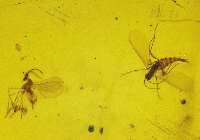 大きな脚も!虫を少なくとも3匹、内包しているドミニカ産の琥珀(Amber)(その4)