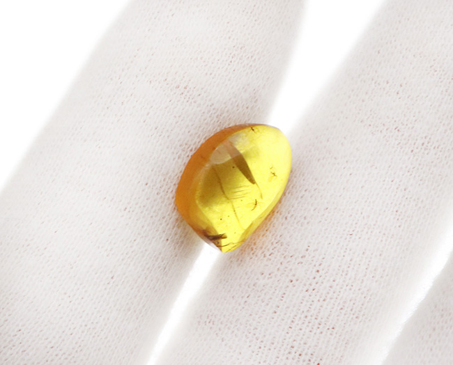 大きな脚も!虫を少なくとも3匹、内包しているドミニカ産の琥珀(Amber)(その5)