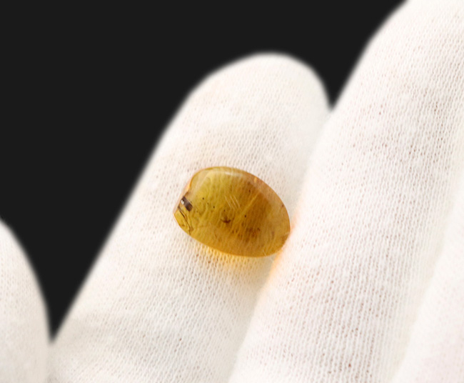 大きな脚も!虫を少なくとも3匹、内包しているドミニカ産の琥珀(Amber)(その6)