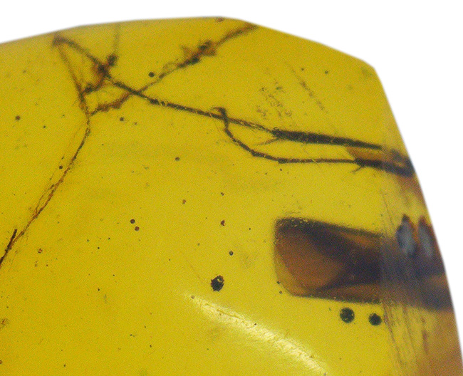 大きな脚も!虫を少なくとも3匹、内包しているドミニカ産の琥珀(Amber)(その7)