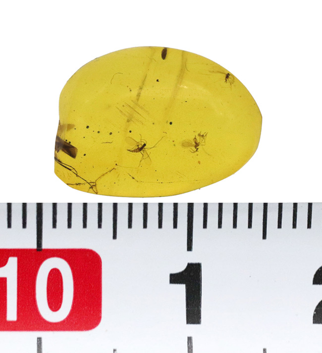 大きな脚も!虫を少なくとも3匹、内包しているドミニカ産の琥珀(Amber)(その9)