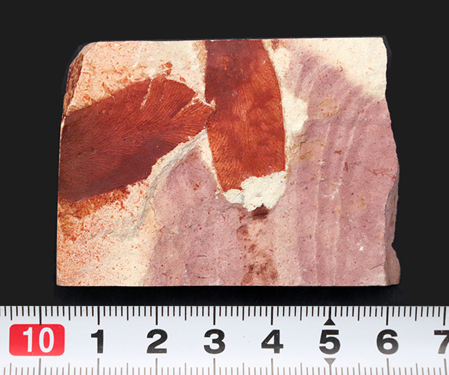ゴンドワナ大陸特有種の一つ、大陸移動説の証拠!2枚の葉が保存されたグロッソプテリス(Glossopteris brawnia)の葉の化石(その7)