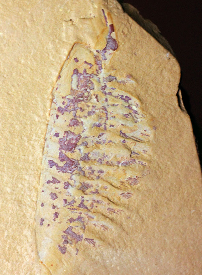 オールドコレクション！中国チェンジャン産の奇々怪々な節足動物、レアンコイリア（Leancholia sp.）の化石（その1）