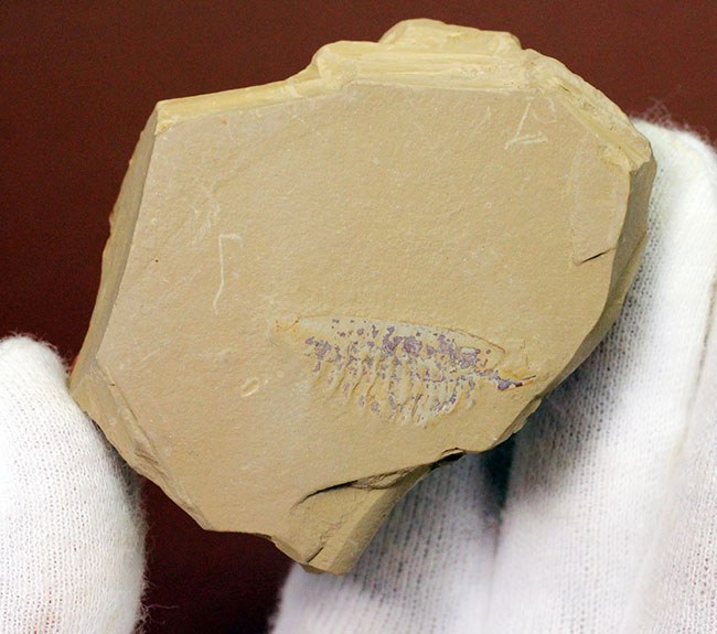 オールドコレクション！中国チェンジャン産の奇々怪々な節足動物、レアンコイリア（Leancholia sp.）の化石（その6）