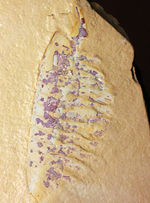 オールドコレクション！中国チェンジャン産の奇々怪々な節足動物、レアンコイリア（Leancholia sp.）の化石