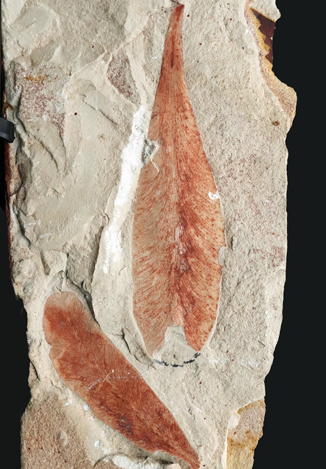 ゴンドワナ大陸が存在した証左の一つとされる、古生代ペルム紀の裸子植物の葉化石、グロッソプテリス（Glossopteris）（その1）