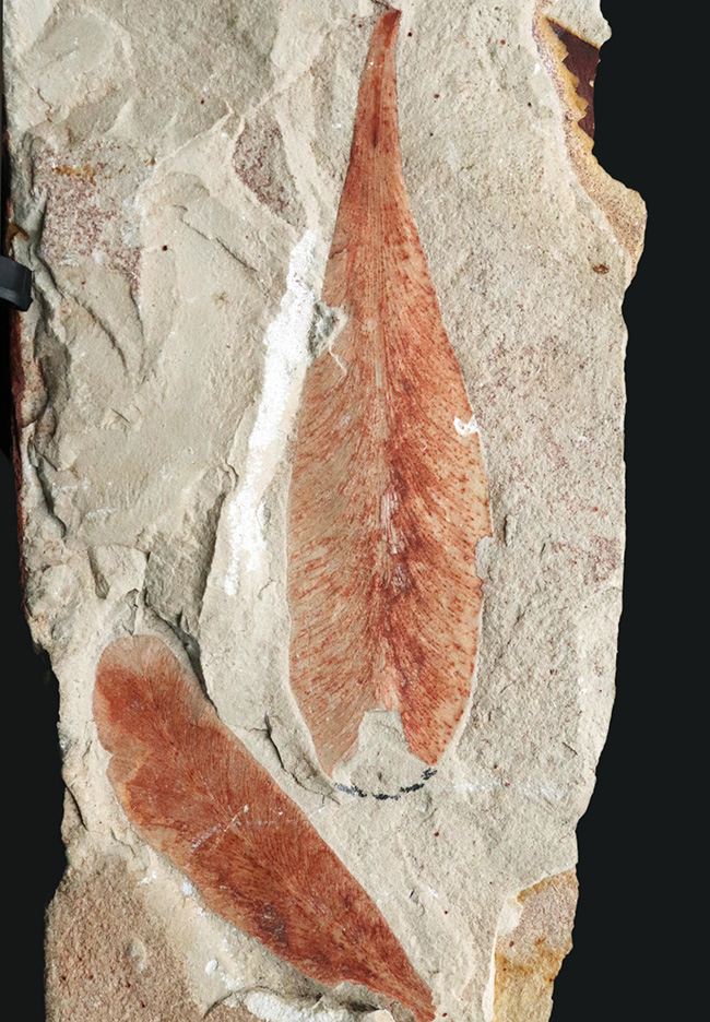 ゴンドワナ大陸が存在した証左の一つとされる、古生代ペルム紀の裸子植物の葉化石、グロッソプテリス(Glossopteris)(その1)